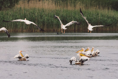 Birds flying over lake