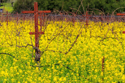 Close-up of yellow flowering plants on field