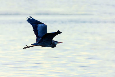 Bird flying over the sea