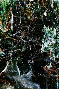 Full frame shot of spider web