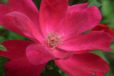 Close-up of pink flower