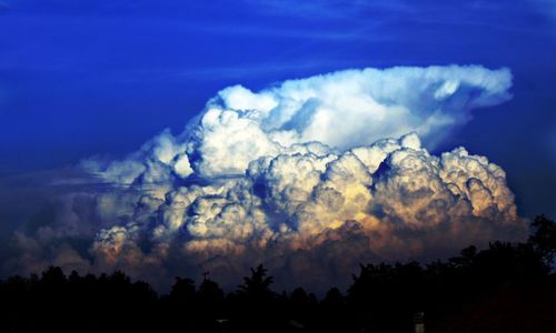 Low angle view of trees against blue sky