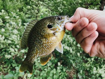 Midsection of person holding fish