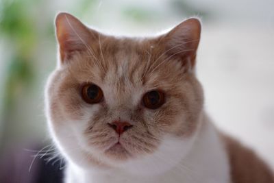 Close-up portrait of british shorthair cat