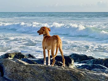 Dog on beach