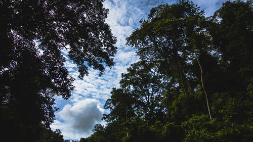 Low angle view of trees against sky