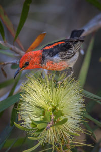 Close-up of peacock