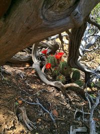 Plant growing on tree trunk