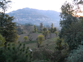 Scenic view of trees in forest against sky