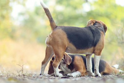 Dog standing on field