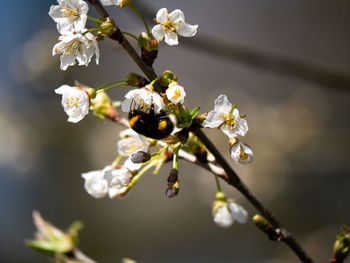 Close-up of cherry blossoms