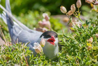 Bird in flight