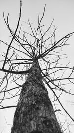 Low angle view of bare tree against sky