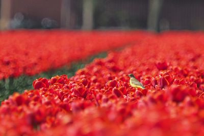 Close-up of red flowers