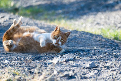 Portrait of cat