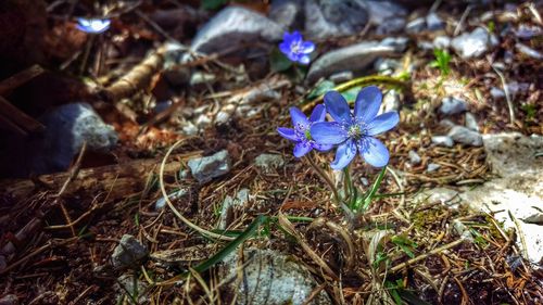 High angle view of purple flowering plants on land