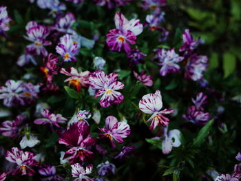 High angle view of pink flowering plants