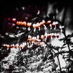 Close-up of flowers