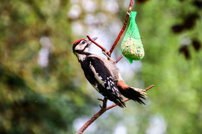 Close-up of bird perching outdoors