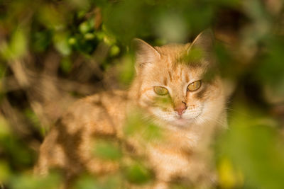 Close-up portrait of cat