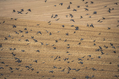 High angle view of flock of birds on sand