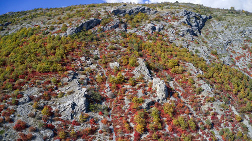 Autumn trees on rock