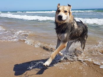 Dog on beach