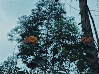 Close-up of flower tree against sky