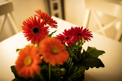 Close-up of red flowering plant in vase