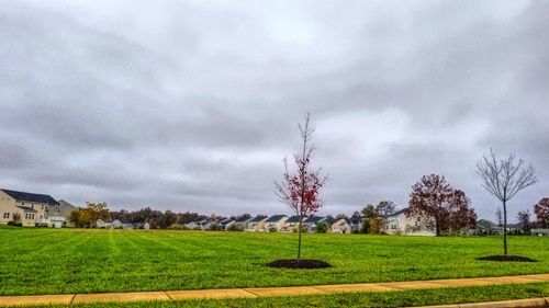 Trees on field against sky