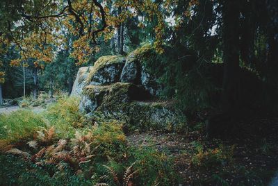 Trees growing in forest during autumn