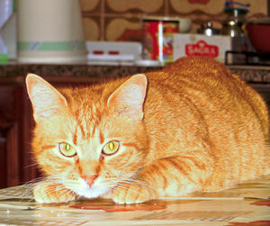Close-up of cat