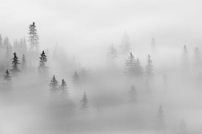 Abstract landscape in the mountains, with fog in the forest in rodnei mountains 