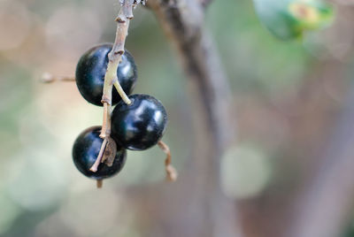 Close-up of berries growing on tree