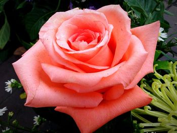 Close-up of rose blooming outdoors