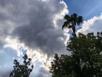 Low angle view of trees against sky