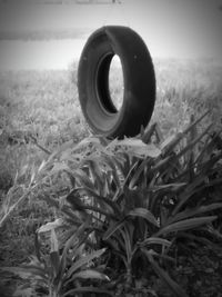 Close-up of grass on field