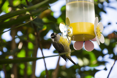 Close-up of bird perching on tree