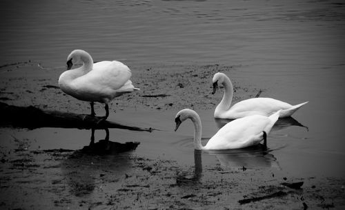 Swans in lake