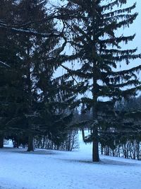 Trees on snow covered landscape