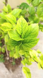 Close-up of fresh green leaf