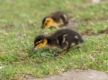 Mallard ducklings on grassy field