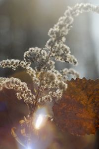 Close-up of sunlight streaming through tree