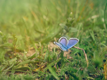 Close-up of butterfly on grass