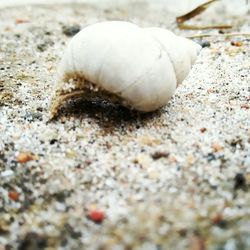 Close-up of snail