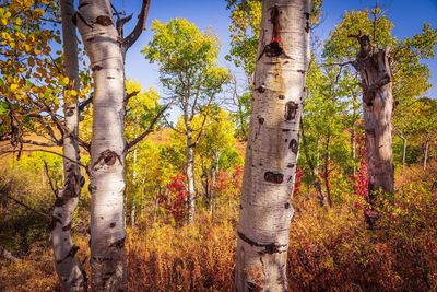 Trees in forest during autumn