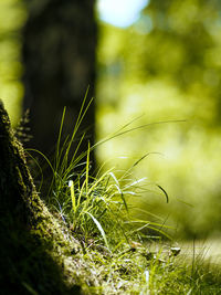 Close-up of grass on field during sunny day