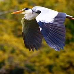 Close-up of a bird