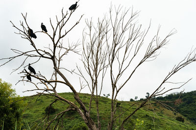 Low angle view of bird on branch against sky