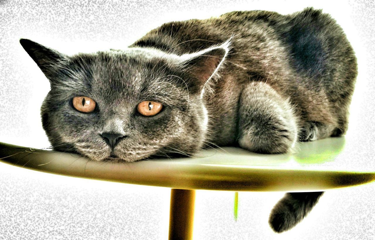 British shorthair